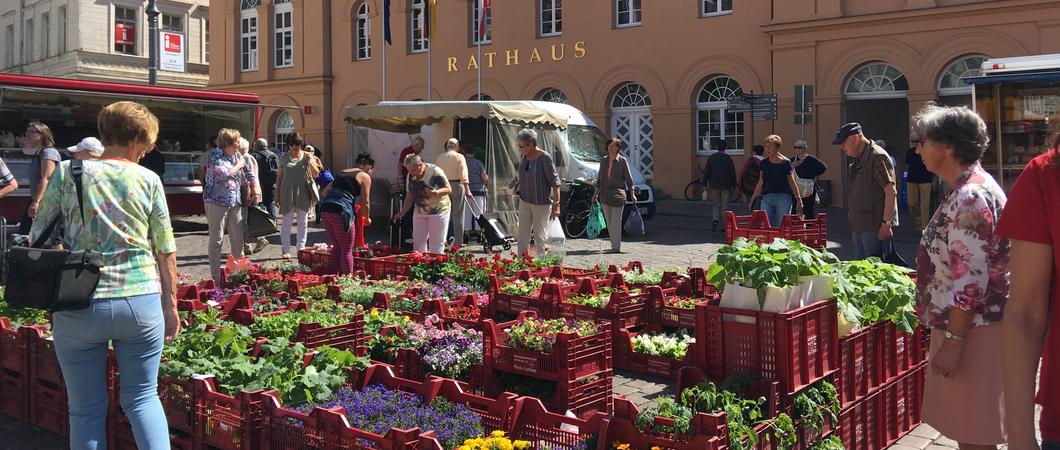 Ab 4. August 2021, wird der Schlachtermarkt erstmals nach seiner Sanierung wieder Schauplatz für den wöchentlichen Frischemarkt.