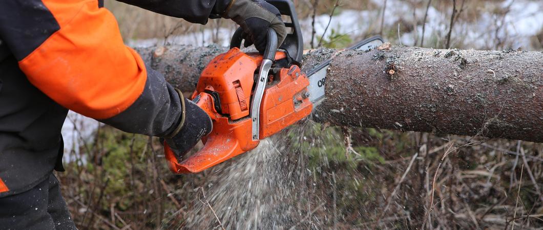 Herbst und Winter sind die Jahreszeiten, um naturschonend Bäume im Stadtgebiet durch den richtigen Schnitt zu pflegen. Dazu gehört auch tote Äste zu entfernen oder – wenn nichts mehr hilft – den Baum zu fällen.