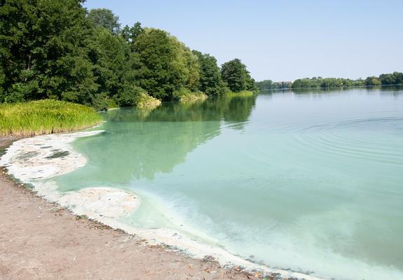 Bei hohen Wassertemperaturen vermehren sie sich oft massenhaft und in kurzer Zeit Cyanobakterien, die auf Grund der blau-grünen Färbung auch als Blaualgen bezeichnet werden.