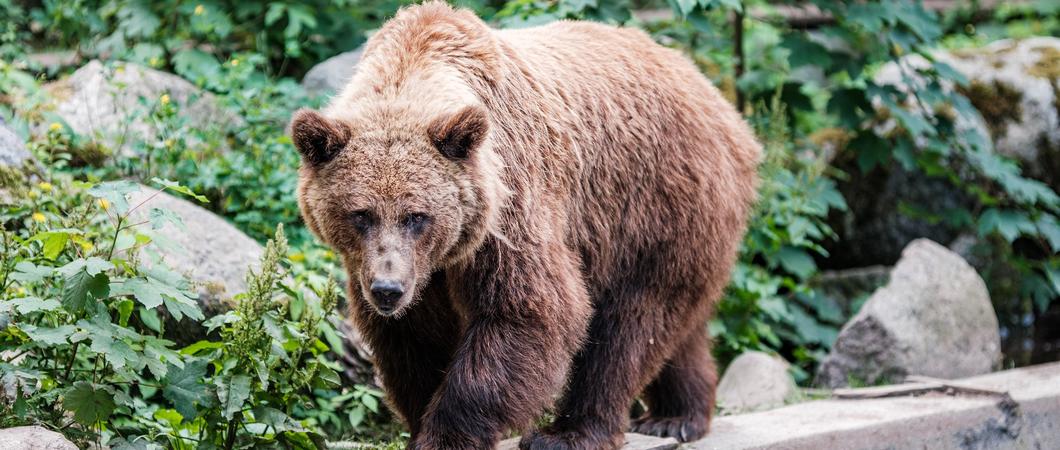 Im Zoologischen Garten Schwerin gibt es ein Sorgenkind: Wobei Braunbärin „Vica“ mit ihren 29 Jahren schon eine betagte Bärendame ist. Vor einigen Wochen stellte Tierpflegerin Nikolina Rupic fest, dass „Vica“ auf einer Körperseite ein Taubheitsgefühl hat.