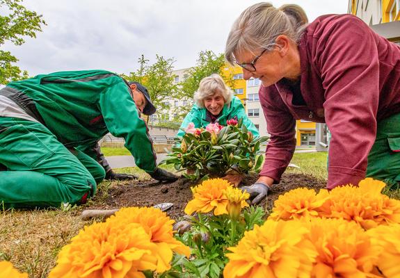 „Die Beete neben den Hauseingängen bieten sich ja förmlich für eine schöne Bepflanzung an“, sagte Christel Steiner und griff sofort zu einer leuchtend gelben Studentenblume. Diese fand schnell ein neues Zuhause in der frisch aufbereiteten Erde.