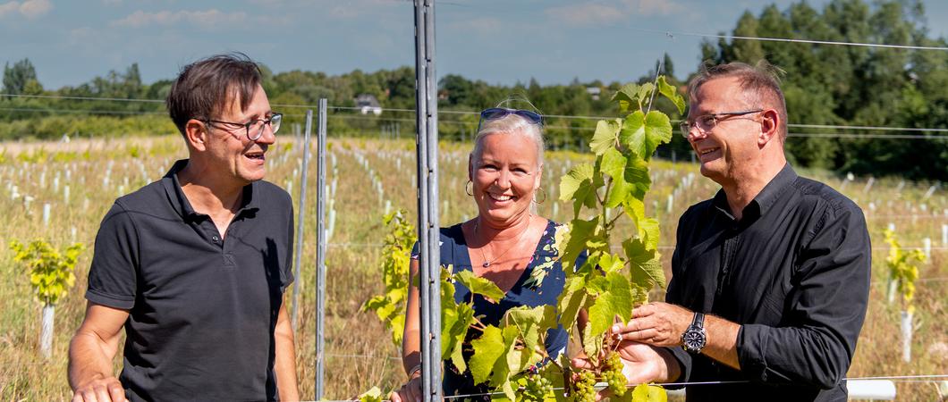 Wirtschaftsdezernent Bernd Nottebaum (l.) und Weinliebhaber Diana und Axel Kämmerer freuen sich über den Weinanbau auf der Halbinsel Krösnitz, Foto: maxpress