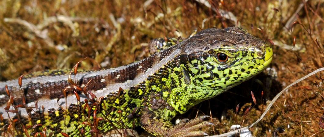 Auch auf den noch unbebauten Flächen im Industriepark Schwerin in den Göhrener Tannen ist die Natur aus dem Winterschlaf erwacht: Feld- und Heidelerchen trällern ihr Lied, Schwarzkehlchen und Neuntöter haben ihre Nester angelegt.