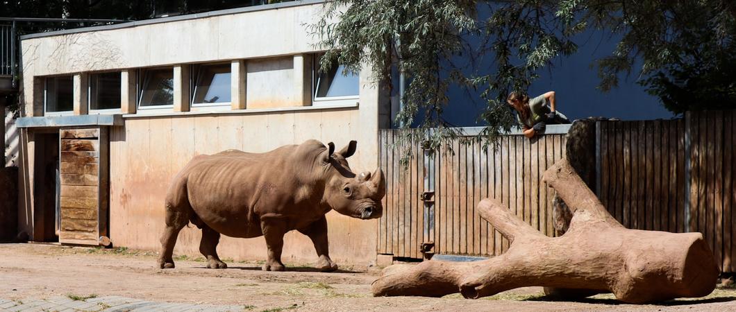 Breitmaulnashornbulle Dino kommt nach Schwerin