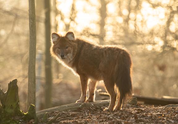 Der asiatische Wildhund ist vom Aussterben bedroht