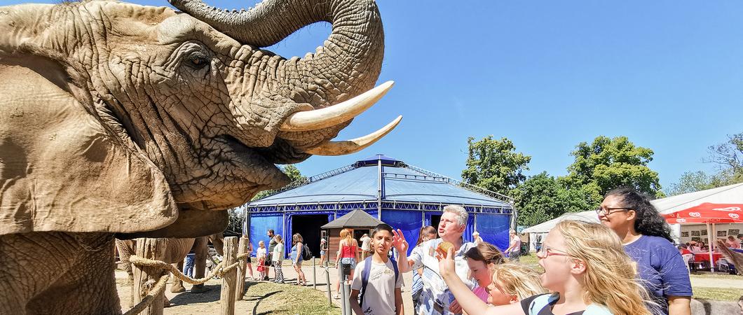 „Das ist ja so cool hier“, ruft die zehnjährige Marie, trinkt schnell einen Schluck und deutet mit dem Finger auf das, was sie so fasziniert: „Dass die Esel hier frei herumlaufen und dass man die Elefanten anfassen kann!“