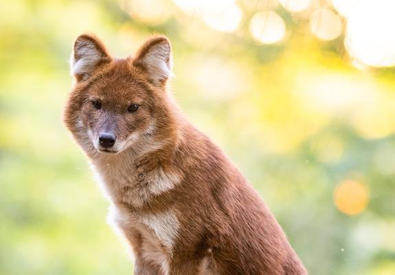 Der Rothund im Schweriner Zoo ist gespannt auf die Teilnehmer des 5. Zoolaufes, Foto: Zoologischer Garten Schwerin