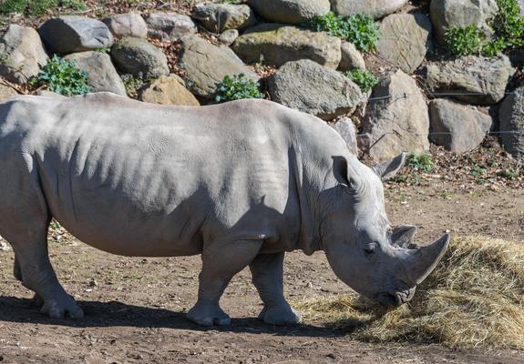 Sie sind bekannt in Schwerin. Als schwerstes Dreiergespann der Stadt sind sie ein Highlight bei jedem Zoobesuch. Meist sieht man sie gemeinsam in der Sonne liegen oder sich über die nächste Heumahlzeit hermachen.