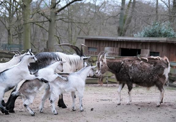 Sechs Pfauenziegen leben nun auf Bauer Lehmanns Hof im Schweriner Zoo