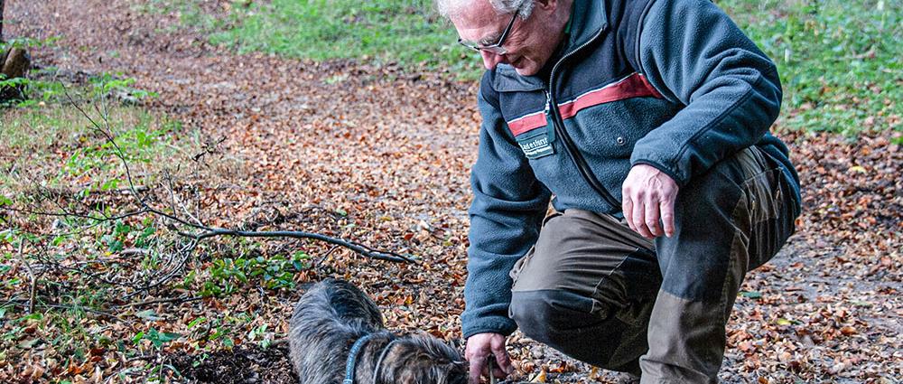 Revierförster Dietmar Beier und Hündin Anja haben frische Wildschwein-Spuren entdeckt