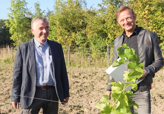 Weinanbau in Schwerin? Ja, die Stadt blickt sogar auf eine über 800-jährige Weingeschichte zurück. „Schuld“ waren die Zisterzienser-Mönche, die sich im 13. Jahrhundert in Mecklenburg angesiedelt und auch die „Weinberge zu Schwerin“ angelegt hatten.