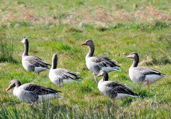 Zum Schutz der Graugänse und ihrer Jungtiere wird über die neue Landschaftsschutzgebietsverordnung „Schweriner Innensee, Ziegelaußensee und Medeweger See“ eine Wiese am Ziegelaußensee für den Zeitraum 1. April bis 30. Juni gesperrt.