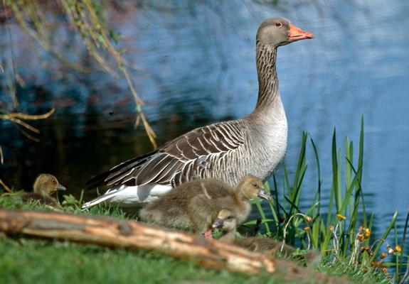 Nach einer Entscheidung der Unteren Naturschutzbehörde darf ein Großteil der Wiese am Westufer des Ziegelaußensees zwischen Wendenhof und Park- und Rastplatz an der Wickendorfer Straße aus Vogelschutz- und Röhrichtschutzgründen nicht betreten werden