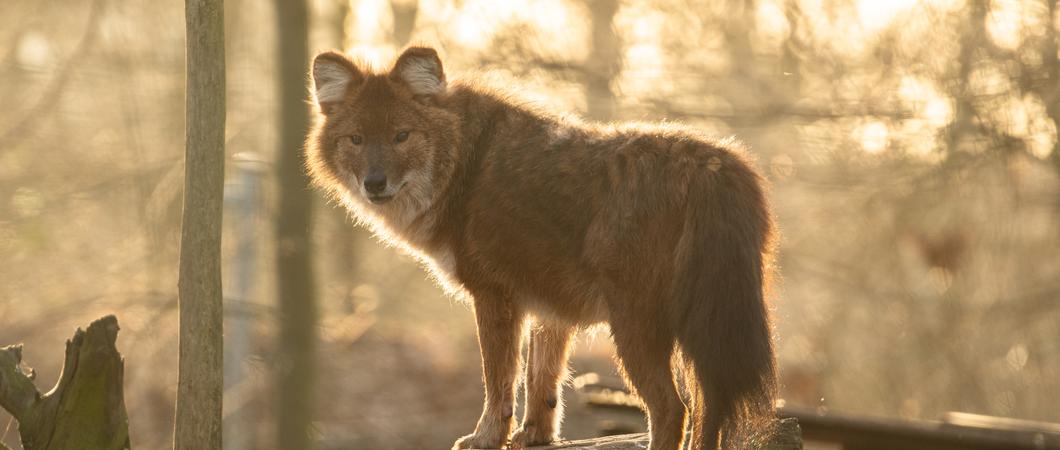 Der asiatische Wildhund ist vom Aussterben bedroht