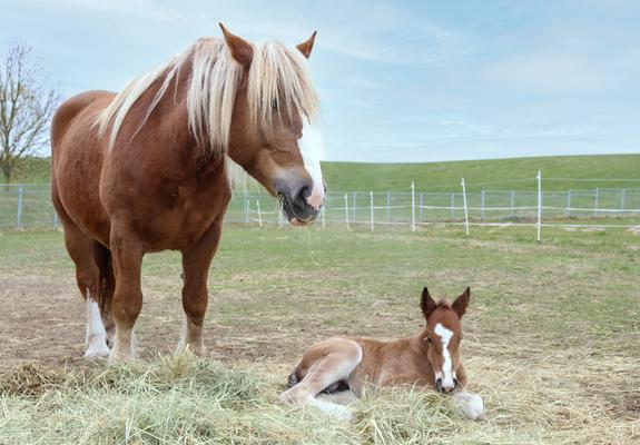 Manchmal kommt das Glück doppelt – bei Therapiepferd Frieda kündigte sich Anfang des Jahres schon eine Überraschung an. Die Kaltblüter-Stute kam als neues Mitglied der tiergestützten Therapie in die Carl-Friedrich-Flemming-Klinik.