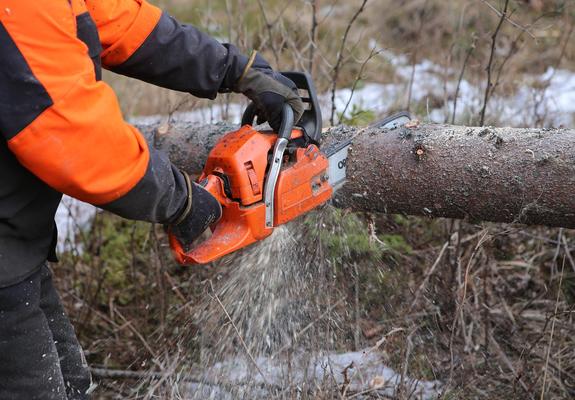 Herbst und Winter sind die Jahreszeiten, um naturschonend Bäume im Stadtgebiet durch den richtigen Schnitt zu pflegen. Dazu gehört auch tote Äste zu entfernen oder – wenn nichts mehr hilft – den Baum zu fällen.