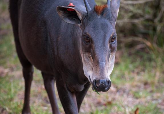 Ein großer Verlust für den Zoologischen Garten Schwerin. Am gestrigen Mittwoch, den 11.05.2022 verstarb der männliche Gelbrückenducker „Loco“ im Rahmen einer Narkose