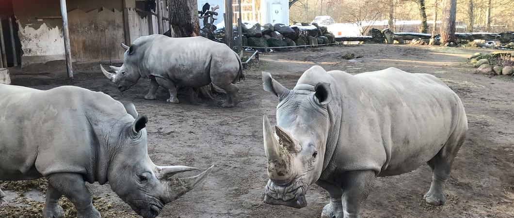 Über die Nashörner des Schweriner Zoos gibt es bei der Führung zum Liebesleben der Tiere einiges zu erfahren