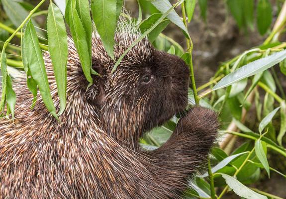 Ob Bürstenschwanzrattenkänguru, Kirk-Dikdik oder Rothaubenturako – sie alle sind liebens- und vor allem schützenswert.