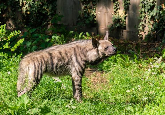 Zwei Streifenhyänen leben im Schweriner Zoo, Foto: Zoologischer Garten Schwerin