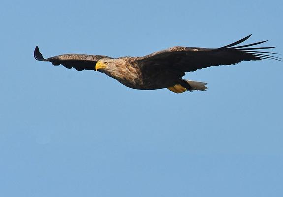 Seeadler nisten schon einige Jahre auf Kaninchenwerder und am Medeweger See