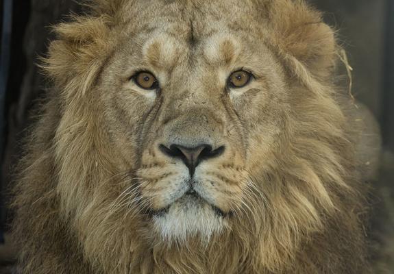 Löwenkater „Shapur“ hat den Anfang gemacht. Spät am gestrigen Abend ist er aus Mulhouse angereist.