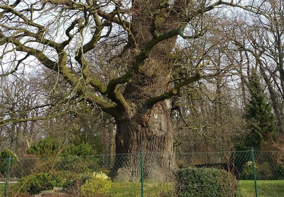 Ist bereits als Naturdenkmal ausgewiesen: die älteste Eiche Schwerins im Eichenweg Schelfwerder, die mehr als 850 Jahre alt ist, Foto: LHS