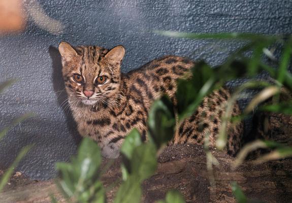 Die Südliche Ozelotkatze „Kaya“ in ihrem neuen Gehege