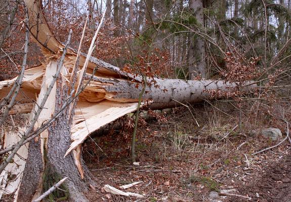 Ab dem Abend schwere Sturmböen und Orkanböen, an der See vereinzelt extreme Orkanböen (Unwetter!), vereinzelt kurze Gewitter. Ab Sonnabendvormittag Windabnahme, aber bis zum Abend weiterhin Sturmböen.