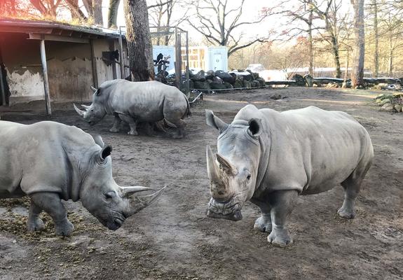 Über die Nashörner des Schweriner Zoos gibt es bei der Führung zum Liebesleben der Tiere einiges zu erfahren