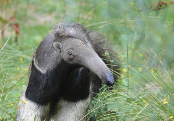 Bewohner des Südamerikahauses, wie dem Großen Ameisenbären, sind für Besucher weiterhin auf ihren Außenanlagen zu sehen, Foto: Zoologischer Garten Schwerin