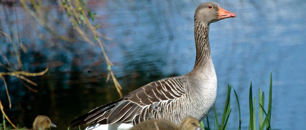 Nach einer Entscheidung der Unteren Naturschutzbehörde darf ein Großteil der Wiese am Westufer des Ziegelaußensees zwischen Wendenhof und Park- und Rastplatz an der Wickendorfer Straße aus Vogelschutz- und Röhrichtschutzgründen nicht betreten werden