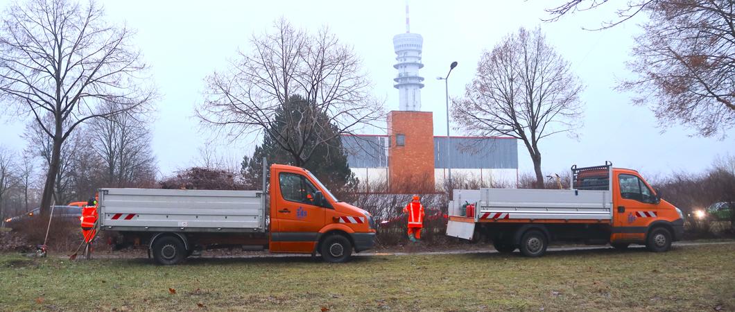 Es ist gerade hell geworden  an diesem frostfreien Tag. Eine Gruppe  orange gekleideter Beschäftigter des SDS Öffentliches Grün sägt, schneidet und harkt an der mit Hecken gesäumten Plater Straße.