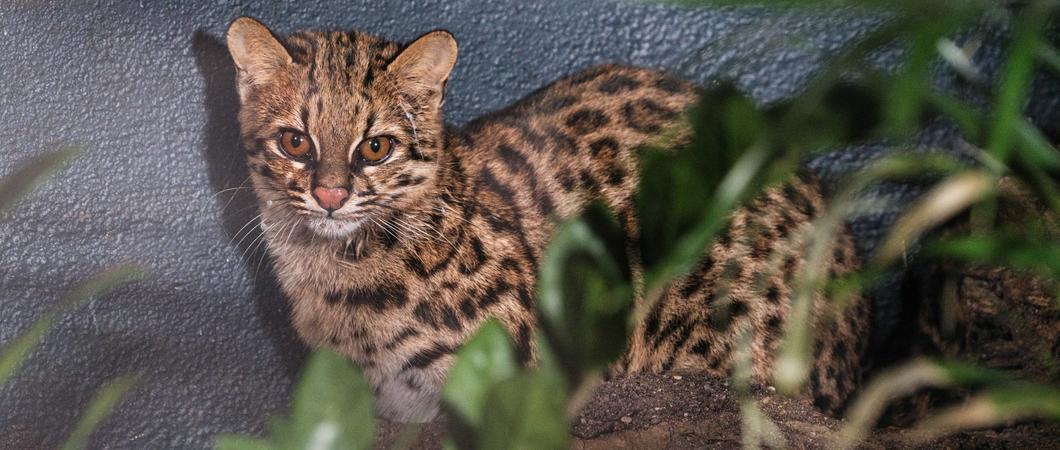 Die Südliche Ozelotkatze „Kaya“ in ihrem neuen Gehege