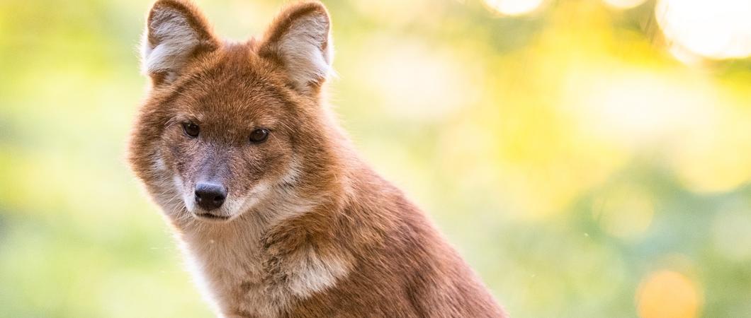 Der Rothund im Schweriner Zoo ist gespannt auf die Teilnehmer des 5. Zoolaufes, Foto: Zoologischer Garten Schwerin