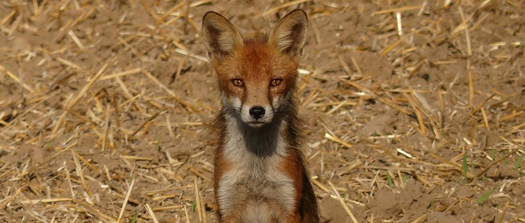 Durch milde Winter, ein überreiches Nahrungsangebot und gute Versteckmöglichkeiten wie beispielsweise in verlassenen Häusern, Kleingärten oder verwilderten Ecken, haben sich einige Tierarten auch in der Landeshauptstadt angesiedelt und vermehren sich star