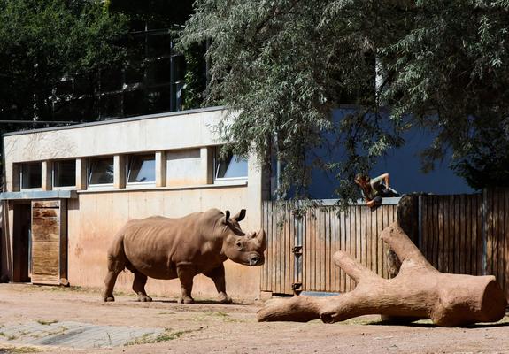 Breitmaulnashornbulle Dino kommt nach Schwerin